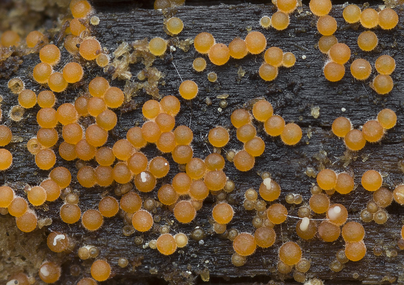 Nectria peziza